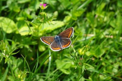 <i>Aricia agestis</i>