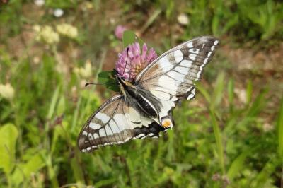 <i>Papilio machaon</i>