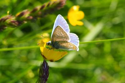 <i>Polyommatus icarus</i>