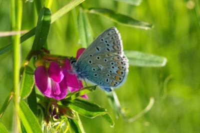 <i>Polyommatus icarus</i>