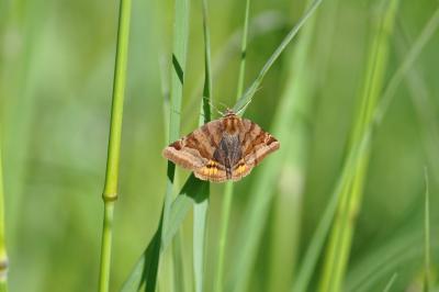<i>Euclidia glyphica</i>