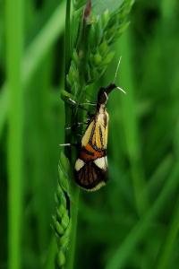 <i>Alabonia geoffrella</i>
