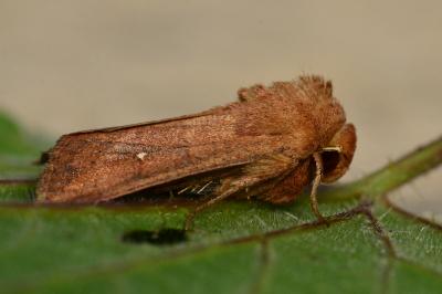 <i>Mythimna albipuncta</i>