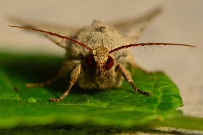 <i>Charanyca trigrammica</i>