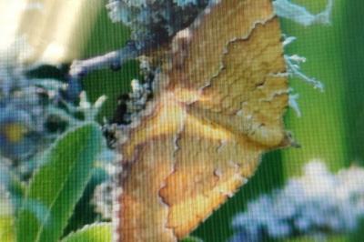 <i>Camptogramma bilineata</i>