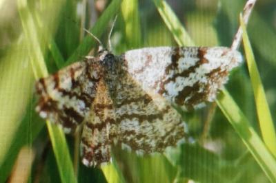 <i>Ematurga atomaria</i>