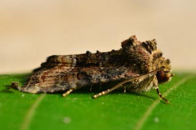 <i>Oligia</i>