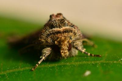 <i>Oligia</i>