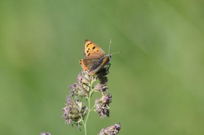 <i>Lycaena phlaeas</i>