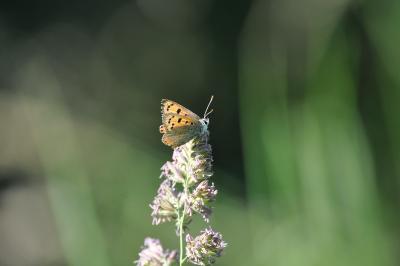<i>Lycaena phlaeas</i>