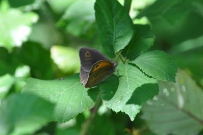<i>Maniola jurtina</i>