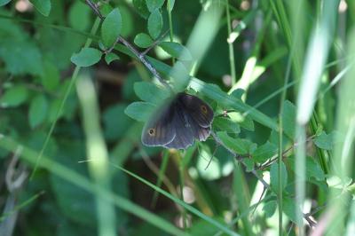 <i>Maniola jurtina</i>