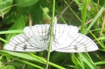 <i>Siona lineata</i>