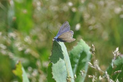 <i>Polyommatus icarus</i>