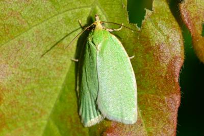 <i>Tortrix viridana</i>