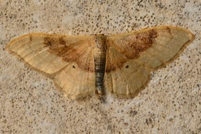 <i>Idaea degeneraria</i>
