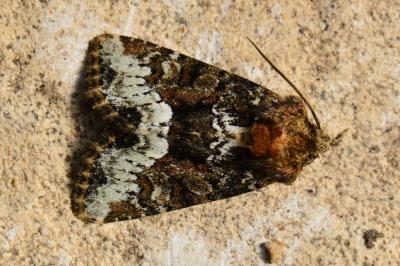 <i>Oligia</i>