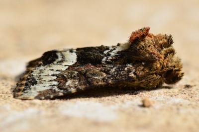 <i>Oligia</i>