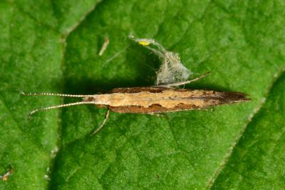 <i>Plutella xylostella</i>