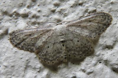 <i>Idaea seriata</i>
