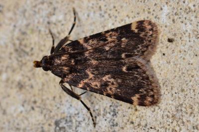 <i>Aglossa caprealis</i>