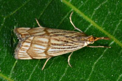 <i>Chrysocrambus linetella</i>