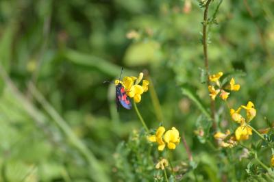 <i>Zygaena trifolii</i>