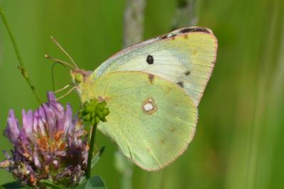 <i>Colias crocea</i>