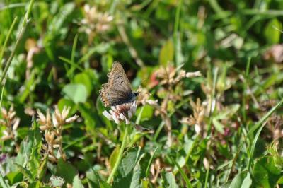 <i>Aricia agestis</i>