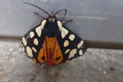 <i>Arctia villica</i>