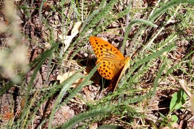<i>Argynnis paphia</i>