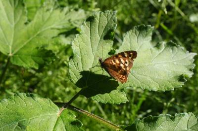 <i>Pararge aegeria</i>