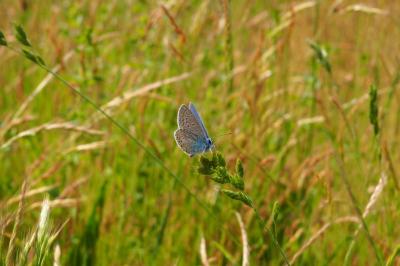 <i>Polyommatus icarus</i>