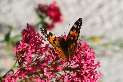 <i>Vanessa cardui</i>