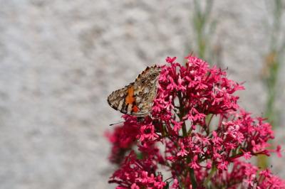 <i>Vanessa cardui</i>