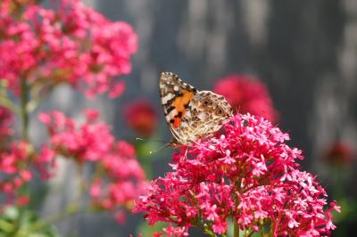 <i>Vanessa cardui</i>