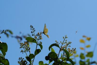 <i>Pieris napi</i>