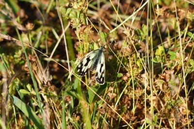 <i>Melanargia galathea</i>