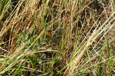 <i>Melanargia galathea</i>