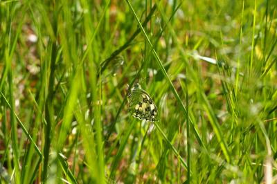 <i>Melanargia galathea</i>
