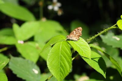 <i>Pararge aegeria</i>