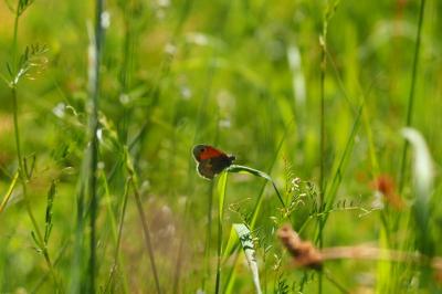 <i>Coenonympha pamphilus</i>