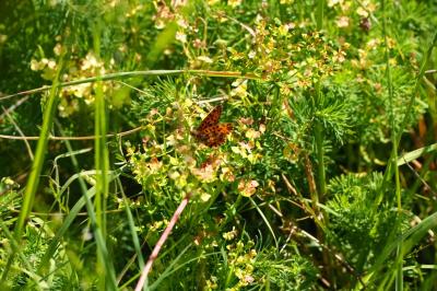 <i>Boloria dia</i>