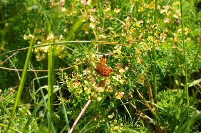 <i>Boloria dia</i>