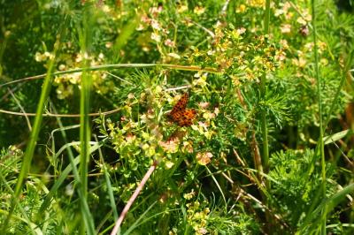 <i>Boloria dia</i>