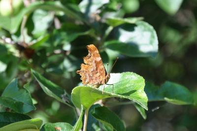 <i>Polygonia c-album</i>
