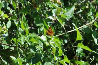 <i>Polygonia c-album</i>