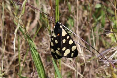 <i>Arctia villica</i>