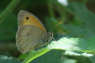 <i>Maniola jurtina</i>