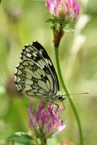 <i>Melanargia galathea</i>